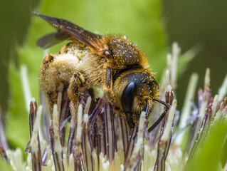 Abeille © Villages de France