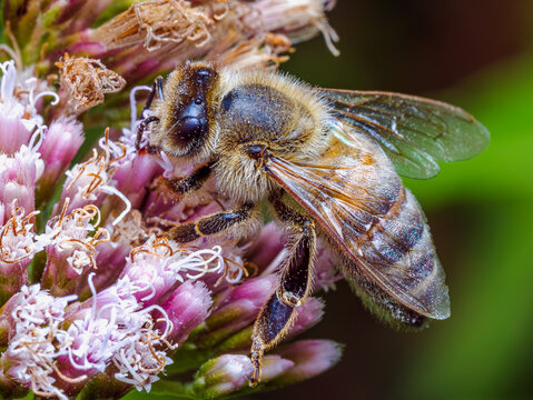 Abeille