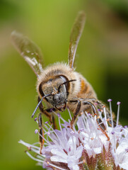 Abeille © Villages de France