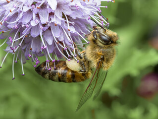 Abeille © Villages de France