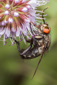 Une mouche de la famille des Tachinidae (type Bithia) aux grands yeux orange vif et munie d'un long appendice effil&eacute;, agripp&eacute;e &agrave; une fleur mauve aux inflorescences &eacute;toil&eacute;es.