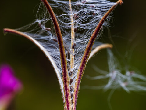 L'image montre une capsule de fruit ouverte d'une plante du genre &Eacute;pilobe (Epilobium), laissant appara&icirc;tre de petites graines brunes attach&eacute;es &agrave; des aigrettes de poils soyeux blancs.
