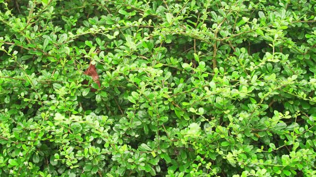 Dense green hedge bush with small leaves natural background