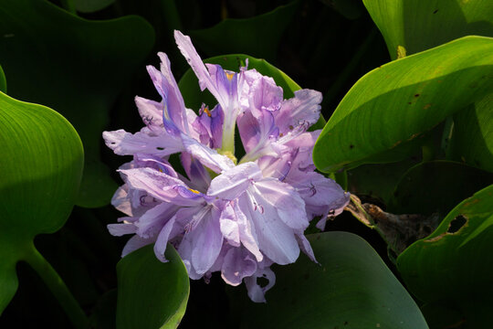 Top View Close Up of Water Hyacinth Purple Flower Cluster Blooming Among Green Leaves, Tropical Aquatic Botanical Concept