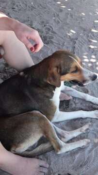 Patas de cachorro e p&eacute; de pessoa na areia da praia, momento descontra&iacute;do e afetuoso entre humano e animal de estima&ccedil;&atilde;o durante dia de ver&atilde;o ao ar livre