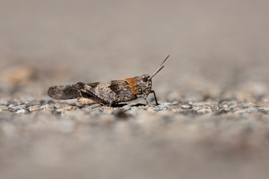 Saltamontes posado sobre el suelo en plano corto de perfil, Beniarres, Espa&ntilde;a