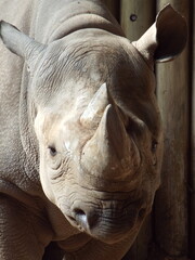 white rhino close up © Chantelle