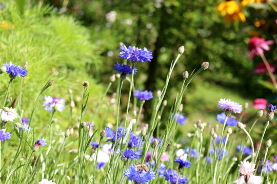 Blue and white cornflowers close-up against a background of echinacea in a flowerbed on a sunny summer day in the garden - color horizontal photo, close-up