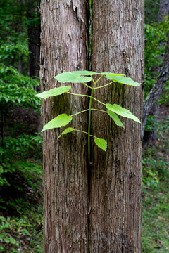 Sapling of princess tree (Paulownia tomentosa) growing in a crack between two trunks of eastern redcedar tree.  Paulownia is a highly adaptable, fast-growing invasive species in North America.