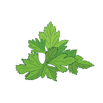 Vector colorful illustration of hand drawn cilantro or coriander leaves isolated on white background