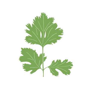 Vector abstract illustration of cilantro or coriander branch isolated on white background