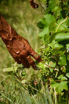 Mains dans les vignes