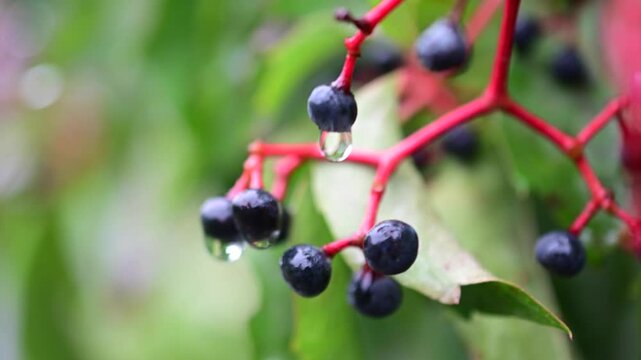 wild wet berries slow mo macro close up, water droplets artistic abstract close up hand held shot of wild wet berries