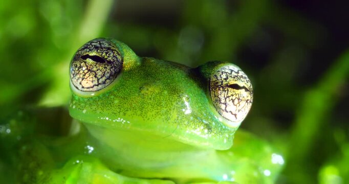 Ornate Faced Glass Frog (Centrolene bacatum) blinks eye. An endangered species of frog from near Cosanga on the the Amazonian slopes of the Andes, Napo province,  in Ecuador