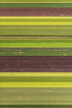 Aerial view of vibrant agricultural fields with distinct rows of crops creating a geometric pattern in El Centro, California, United States.