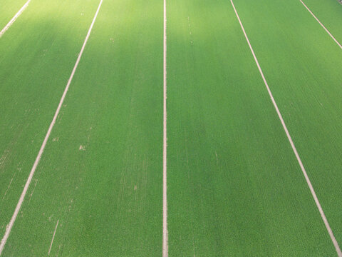 Aerial view of green agricultural fields with distinct crop rows in Contrada Sarrocciano, Corridonia, Marche, Italy.