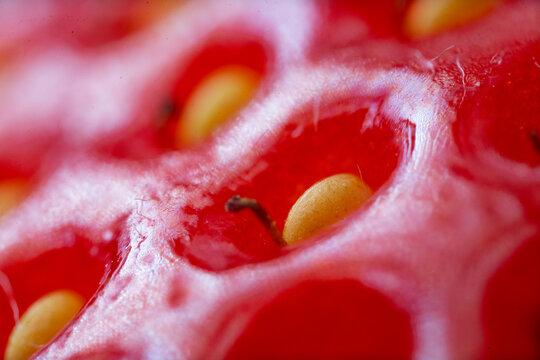 STRAWBERRY PLANET (SUPER MACRO)