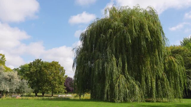 Weeping willow tree in a park under a partly cloudy sky