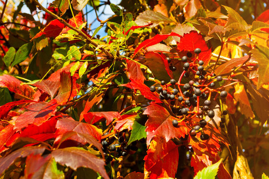 Autumn nature background with red and green leaves on a climbing vine. Clusters of small dark berries hanging on the branches lit by warm sunlight