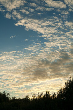 Sunset sky background, the sun setting down in the forest. A blue sky filled with textured altocumulus golden clouds. Dark silhouettes of treetops at the horizon