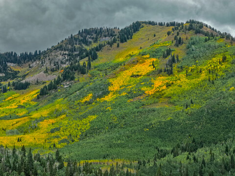 Aerial view of Alpine Loop Scenic Byway showing autumn yellow aspen trees mixed with green forest on a mountain slope under a cloudy sky in Utah County, Utah, United States.