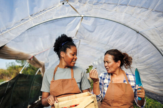 Women farmers inspecting fresh produce in greenhouse