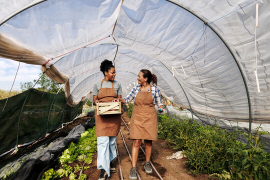 Women farmers harvesting fresh organic vegetables in greenhouse