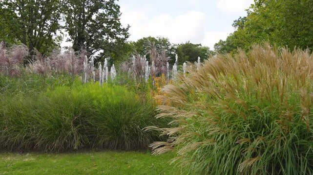 Golden ornamental grass border with a fountain spray behind