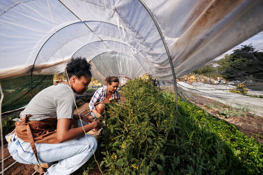 Diverse women growing organic crops in polytunnel greenhouse