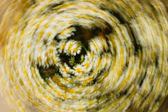 Abstract Daisies Flowers in Motion
