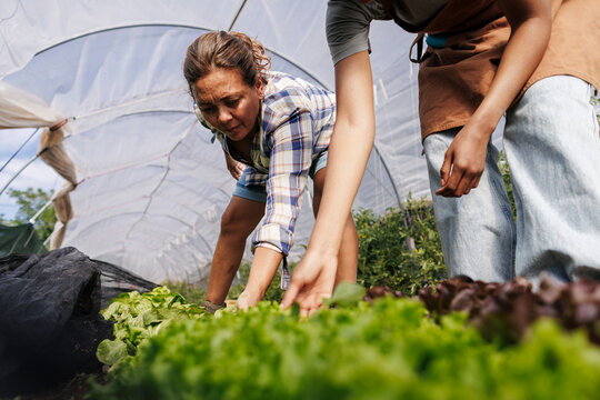 Farmers cultivating organic lettuce inside a greenhouse