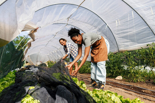 Diverse women farmers working inside greenhouse tending organic crops
