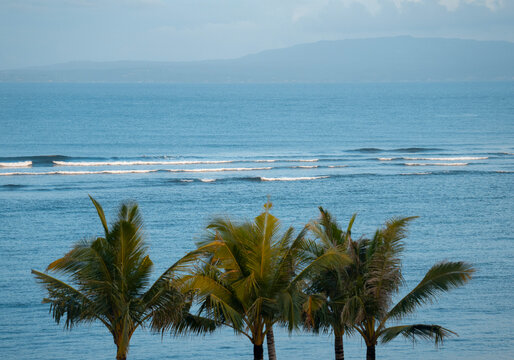 GOOD LINEUP (WITH PALMTREES)