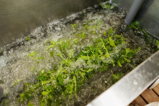 Washing fresh green herbs in bubbling water