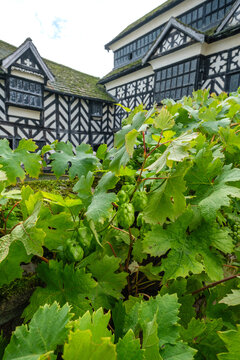 Traditional crop of hops growing outside an ancient Tudor building