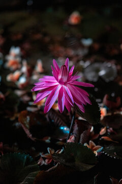 KING OF LOTUS