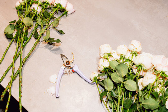 Roses in a Florist Workspace