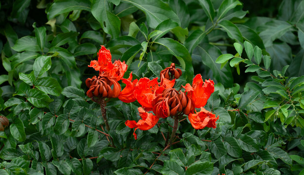 BIG RED FLOWER KING (ANOTHER VIEW)