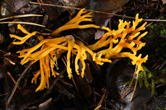 Bright yellow-orange coral-shaped fungus growing on the damp forest floor
