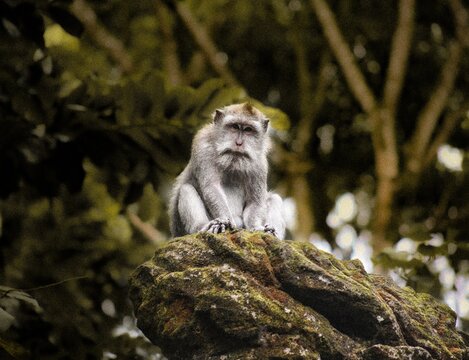long tailed macaque