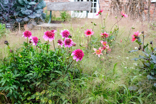 Dahlias and grasses in bloom in an English garden in September