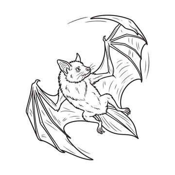 A cute small bat flying with wings spread wide in a line art style