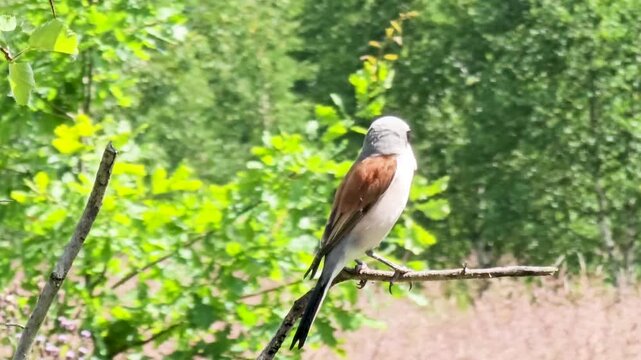 The red backed shrike (Lanius collurio) is a predatory passerine bird, a member of the shrike family (Laniidae)