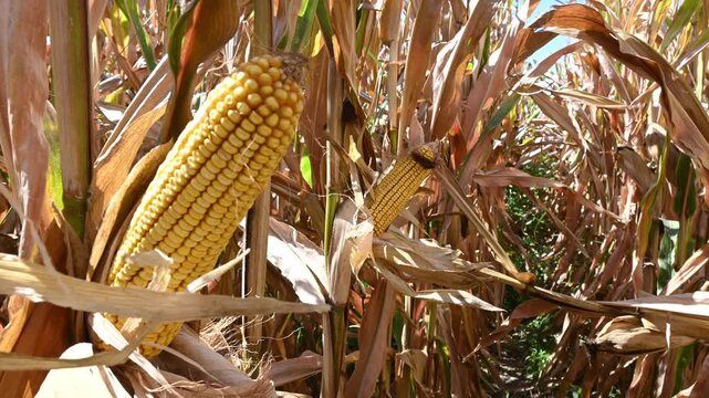 ripe yellow corn cobs on dry stalks in agricultural field
