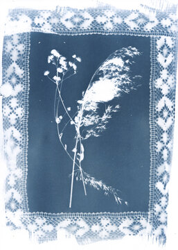 Cyanotype of Lace and Dried Grass