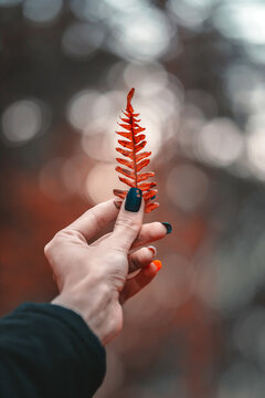 Dried orange fern frond held in hand, beautiful autumn nature photo with soft bokeh, shallow depth of field, and warm colorful forest background