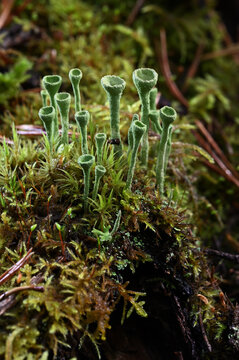 Close-up of delicate green cup-shaped lichen growing among moss and forest vegetation
