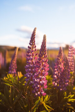 Pink Lupines in Evening Light