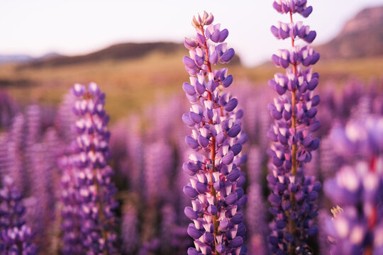 Purple Lupine Spires in Meadow