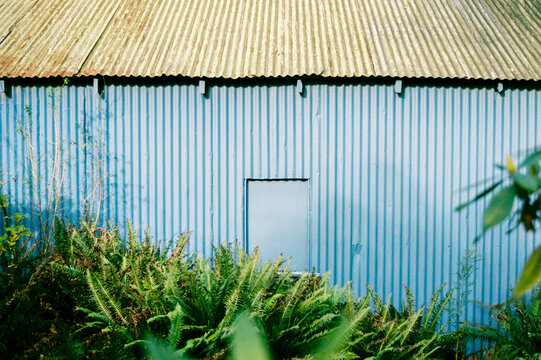 Rustic Blue Shed Surrounded by Greenery